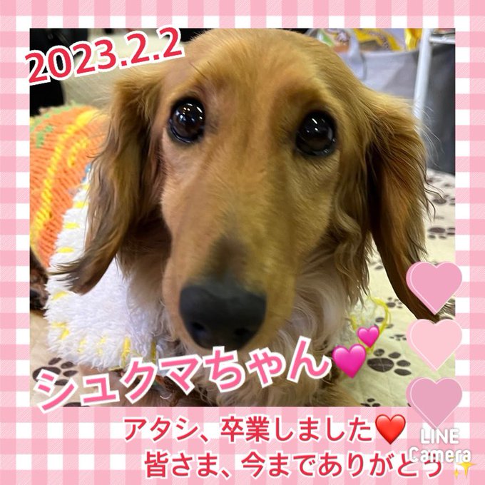 ★シュクマ★2023,1,16ー2023,2,2【保護犬カフェ天神橋店】